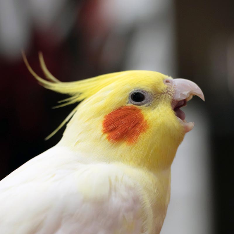 Cockatiel.sol